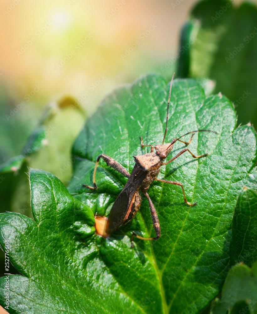 Bug insect on leaves strawberry plant garden green leaf in the strawberries field background Bug insect on leaves strawberry plant garden green leaf in the strawberries field background