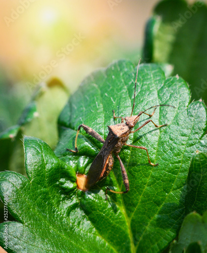 Bug insect on leaves strawberry plant garden green leaf in the strawberries field background
