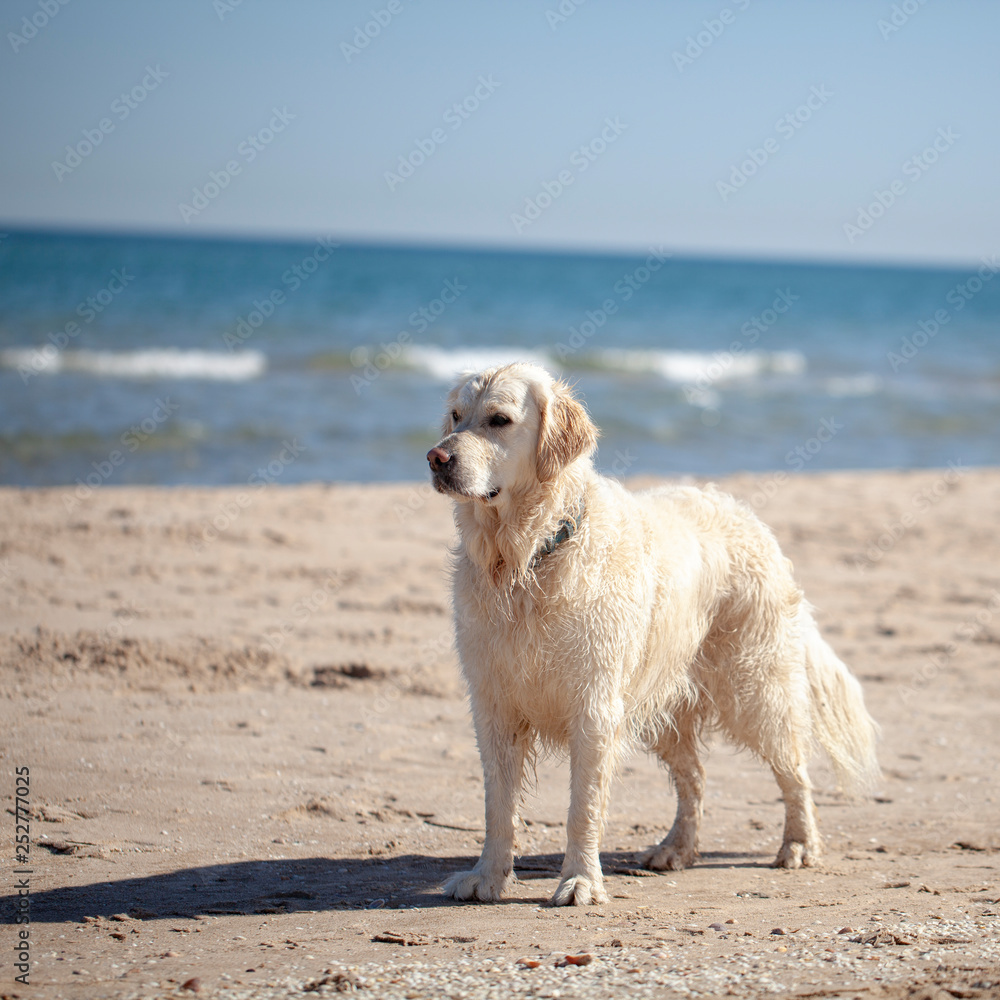 Golden retriever en la playa