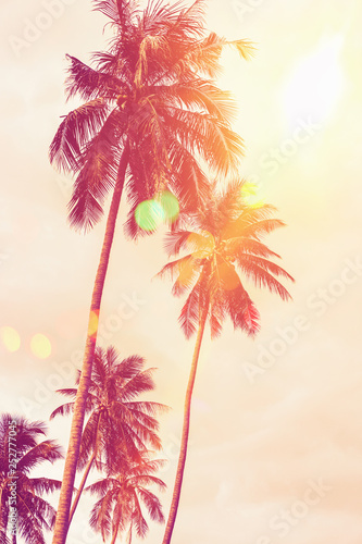 Tropical palm tree with colorful bokeh sun light on sunset sky cloud abstract background. © tonktiti