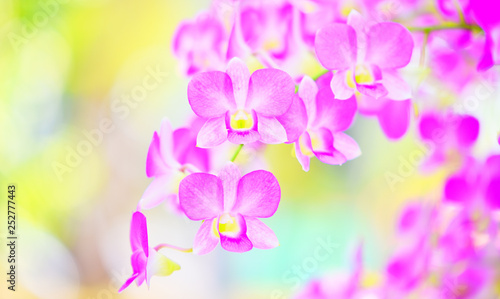 beautiful purple orchid flower decorate nature colorful in the spring garden background