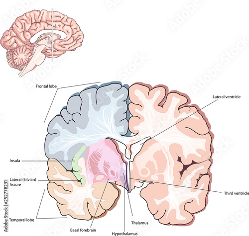 Cross Section. Forebrain at Thalamus-Telencephalon Function