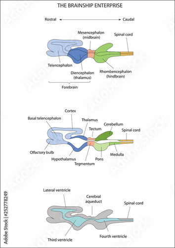 anatomy of the Central nervous system.  Formation of the human brain. The brainship enterprise. The basic plan of the brain. Major structures within each division of the brain. The ventricular system.