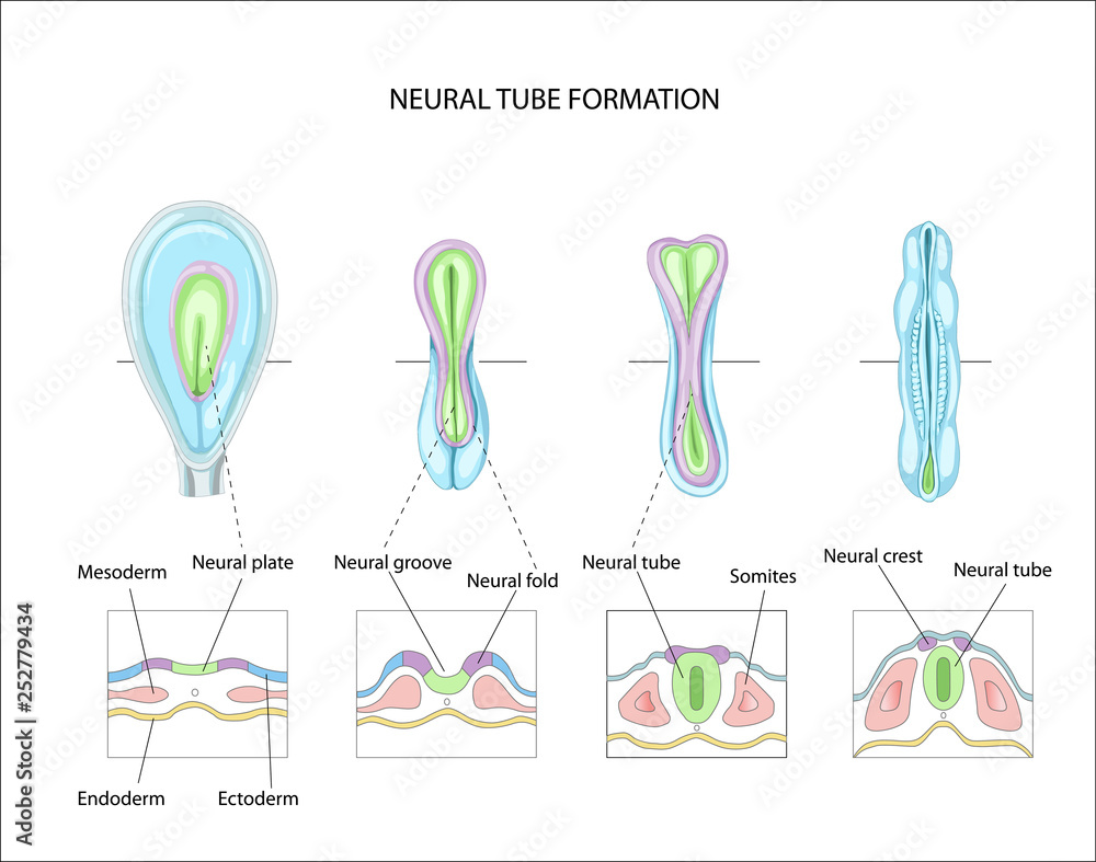Neural Tube Formation Timeline