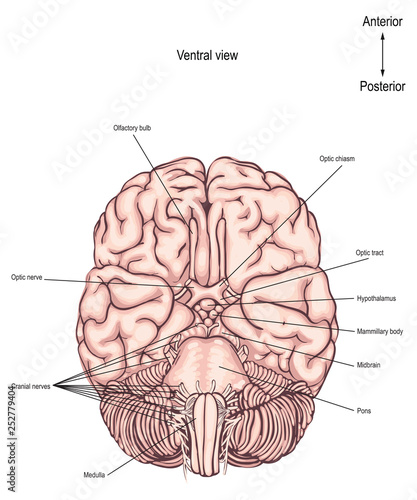 The ventral surface of the brain. The underside of the brain. anatomy of the human brain