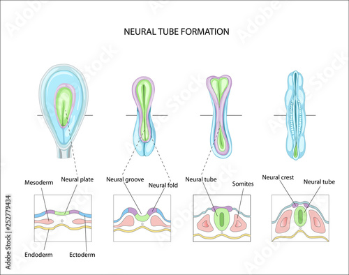 Neural tube formation. planning pregnancy. Development and formation of the brain. Anatomy of the Central nervous system photo