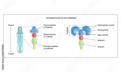 Differentiation of the forebrain. Differentiation of the Telencephalon and Diencephalon. The three primary brain vesicles. The secondary brain vesicles of the forebrain. Formation of the human brain.  photo