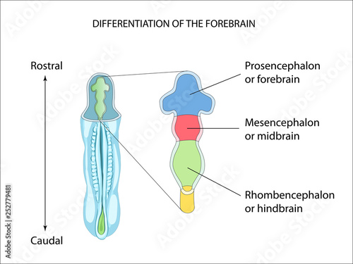 Differentiation of the Forebrain. Neural tube formation. Anatomy of the Central nervous system