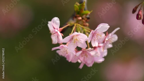 Wallpaper Mural Flowers in spring series: Blossoms of Cherry flowers in small clusters on a cherry tree branch in breeze, honeybee on it gather honey, close up view, 4K movie, slow motion. Torontodigital.ca