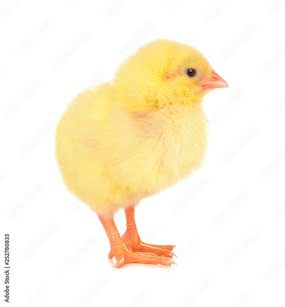 Cute little chicken isolated on white background Cute little chicken isolated on white background
