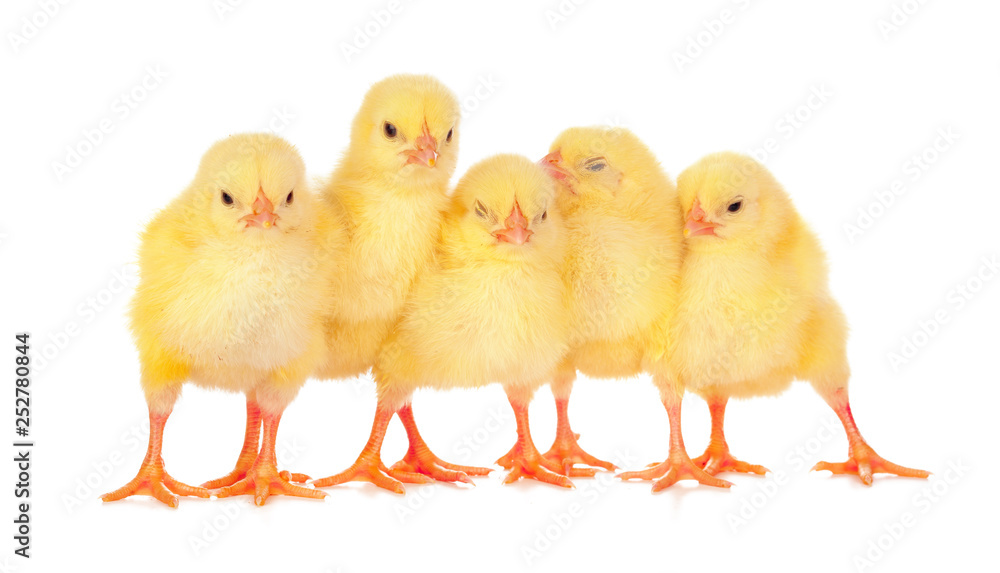 chicks in front of white background.