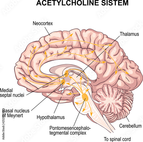 Acetylcholine system. transmitter of nerve excitation. The cholinergic diffuse modulatory systems. Alzheimer's disease.