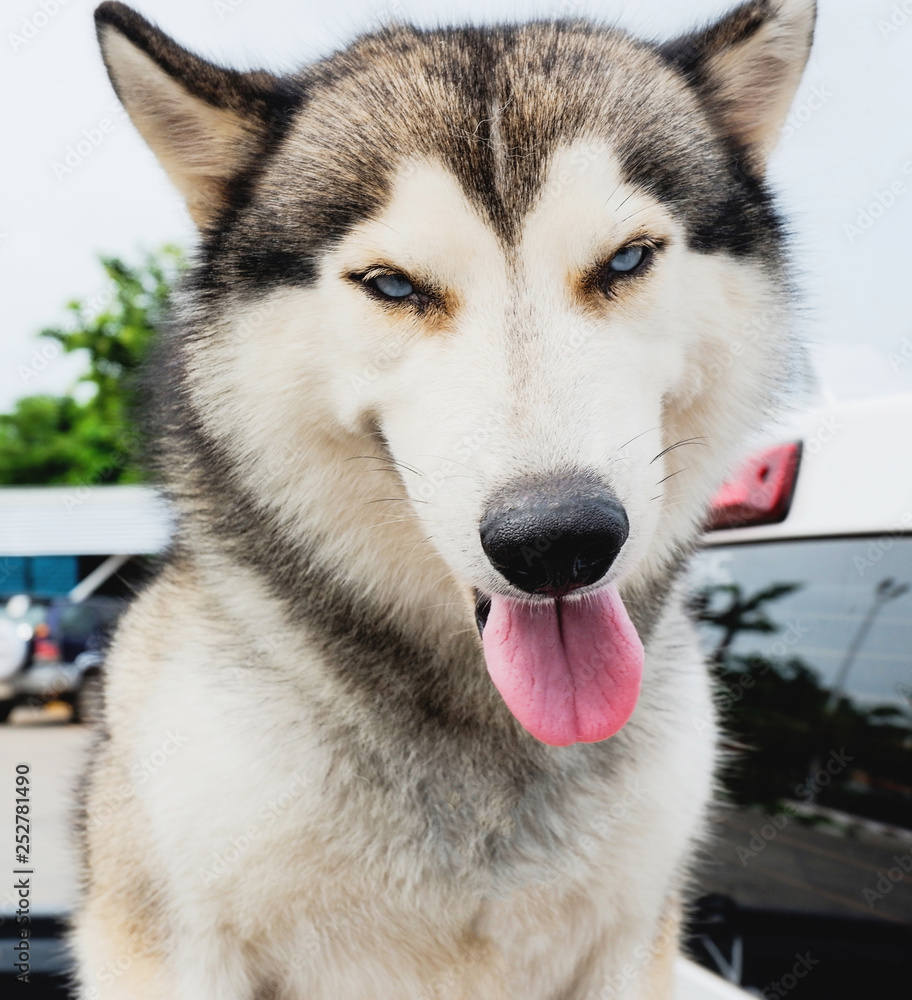 Close up of face Siberian Husky dog tongue Close up of face Siberian Husky dog tongue