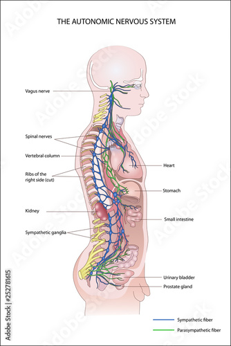 THE AUTONOMIC NERVOUS SYSTEM.  Sympathetic division. Parasympathetic division.  photo