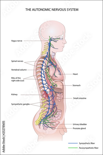 THE AUTONOMIC NERVOUS SYSTEM.  Sympathetic division. Parasympathetic division. 