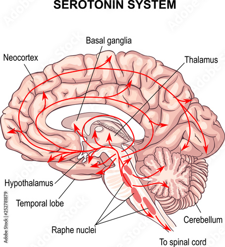 Serotonin system. The diffuse modulatory systems implicated in affective disorders. anatomy of the Central nervous system. human brain