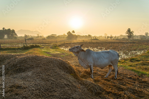 Landscape cow in the morning pasture rice field sunrise beautiful Summer with mist background