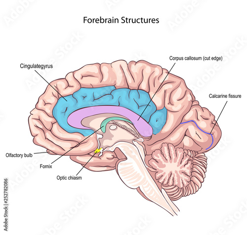 Forebrain Structures. medial surface of the brain. memory storage. 