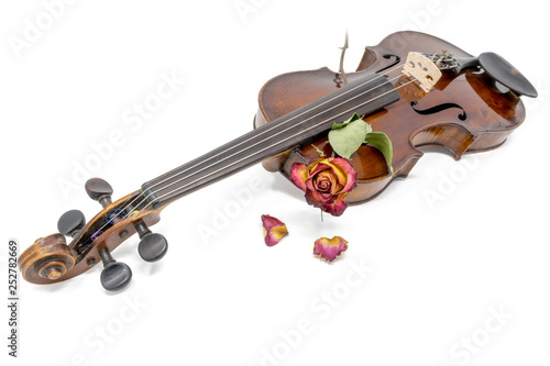 Old shiny violin with withered red yellow rose blossom