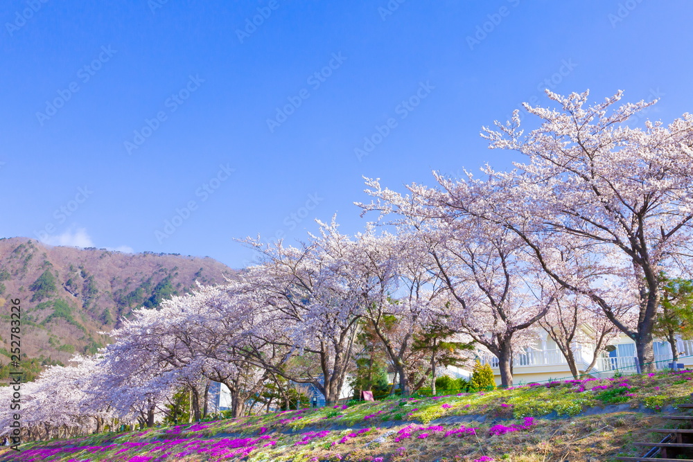 河口湖畔の桜、山梨県富士河口湖町河口湖にて