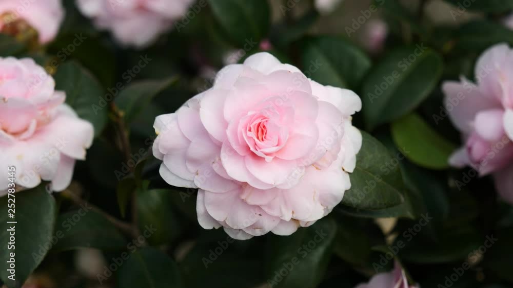 Flowers in spring series: Blossoms of pink camellia in breeze, Camellia japonica, close up view, 4K movie, slow motion. Flowers in spring series: Blossoms of pink camellia in breeze, Camellia japonica, close up view, 4K movie, slow motion.