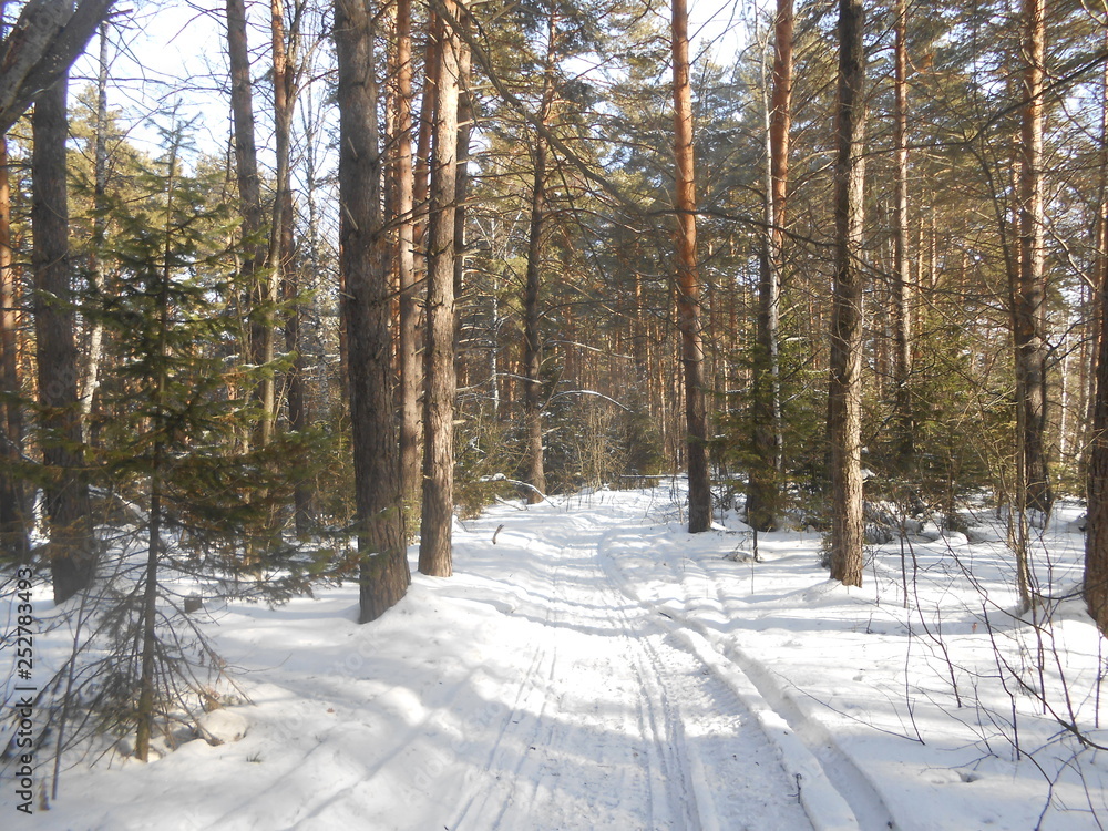 Fototapeta premium snowy road in winter forest