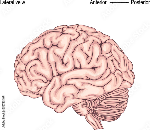 the human brain is. side view. illustration