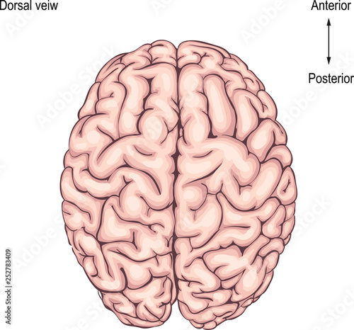 the human brain is. side view. illustration