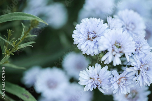 Closeup blue flower in the garden textured background