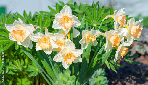 spring flowers daffodils blossomed in garden