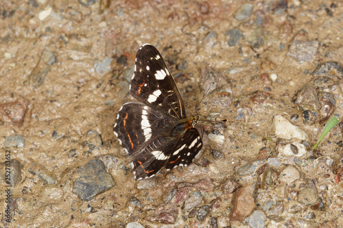 16.06.2018 DE, RLP, Mosel, Leiwen, Dhrontal Landk„rtchen, Netzfalter Araschnia levana (LINNAEUS, 1758) photo