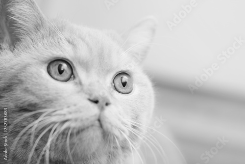 cute cat in black and white