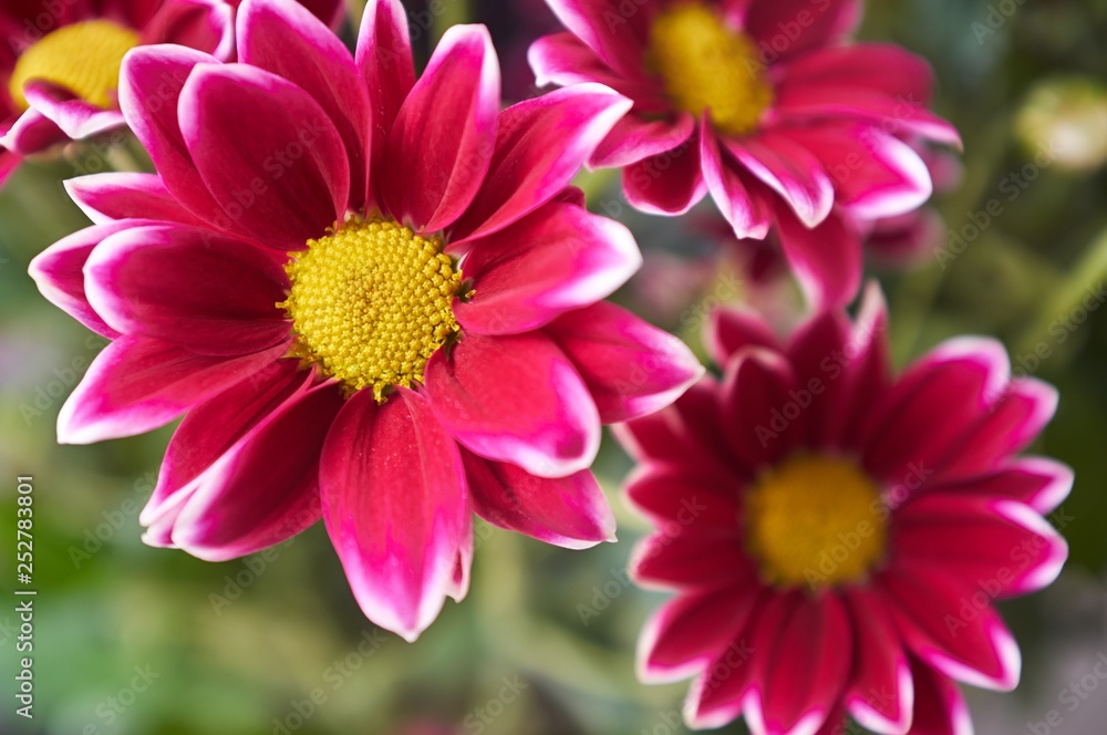 chrysanthemum chrysanthemum