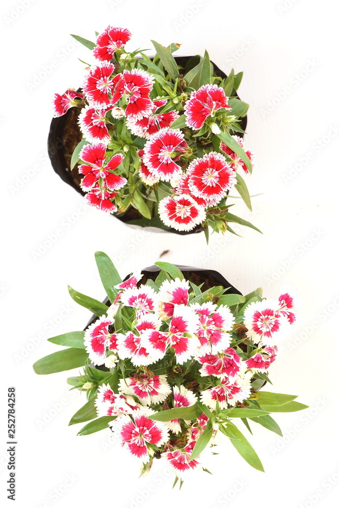 Dianthus flower Top view isolated on white background