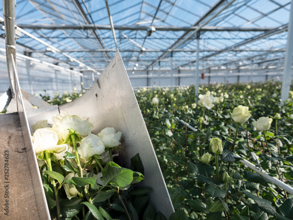 rose picking in greenhouse full of white roses in the netherlands near almere