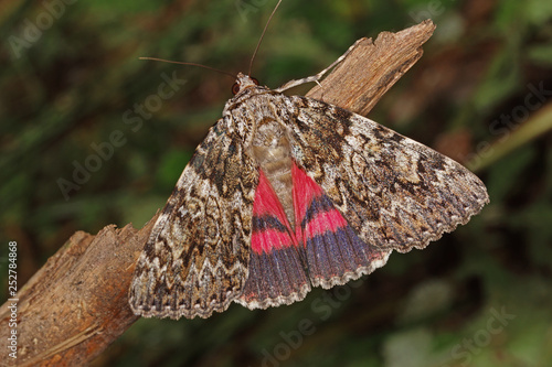 15.06.2018 DE, RLP, Mosel, Leiwen Kleines Eichenkarmin Catocala promissa ([DENIS & SCHIFFERMšLLER], 1775) photo