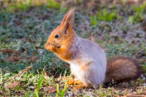 a squirrel in the Park