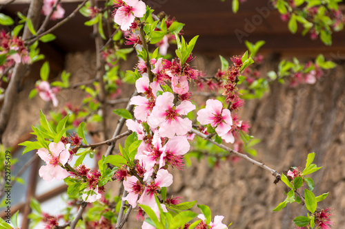 cherry blossom branches in spring, delicate rose petals