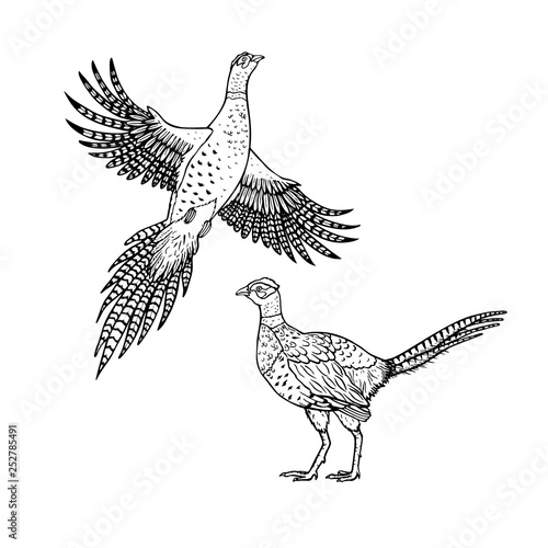 Hand drawn pheasant. Linear style. Vector line drawing