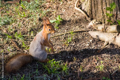 a squirrel in the Park