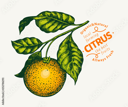 Orange branch illustration. Hand drawn vector tangerine illustration. Engraved style fruit. Vintage citrus illustration.