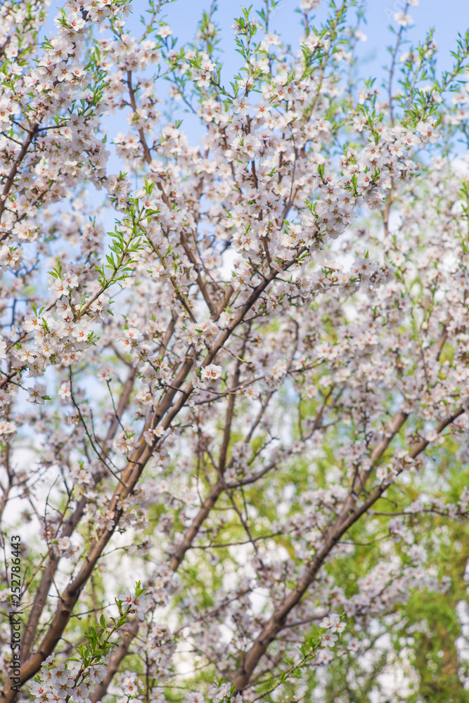Flowering almond tree close up in spring garden