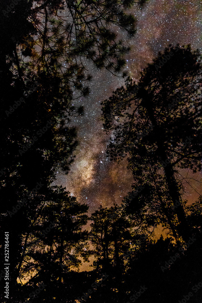 Milky Way behind Trees Milky Way behind Trees
