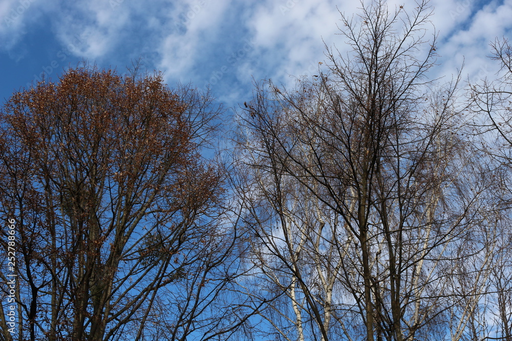 Trees without leaves look beautiful against a blue spring sky with clouds Trees without leaves look beautiful against a blue spring sky with clouds