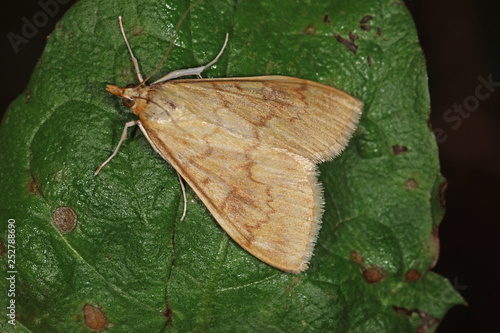 16.06.2018 DE, RLP, Mosel, Leiwen, Dhrontal Maisznsler Ostrinia nubilalis (HšBNER, 1796) photo