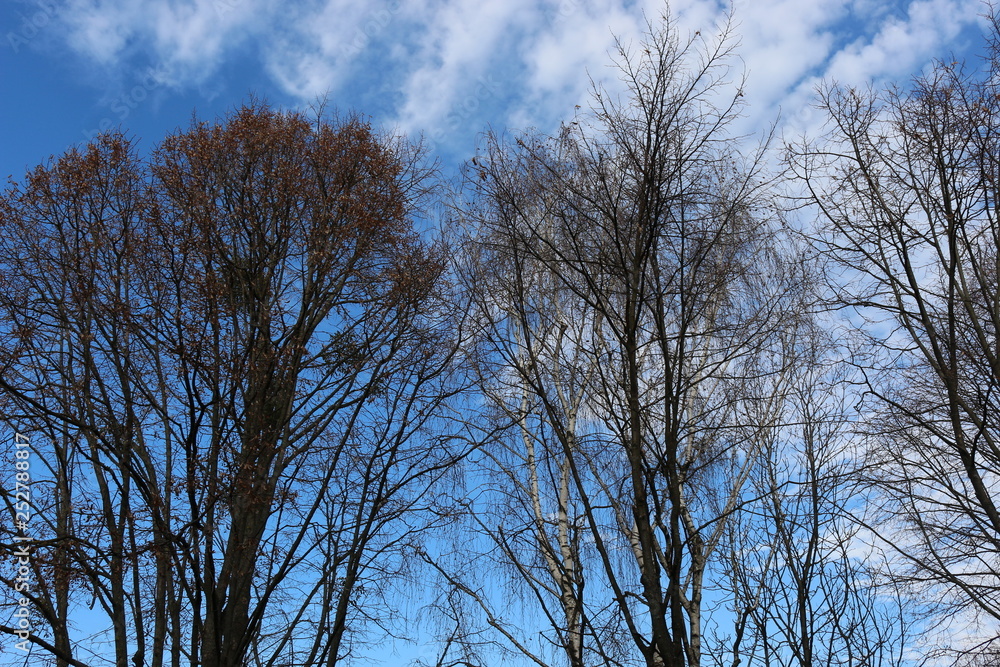 Trees without leaves look beautiful against a blue spring sky with clouds Trees without leaves look beautiful against a blue spring sky with clouds