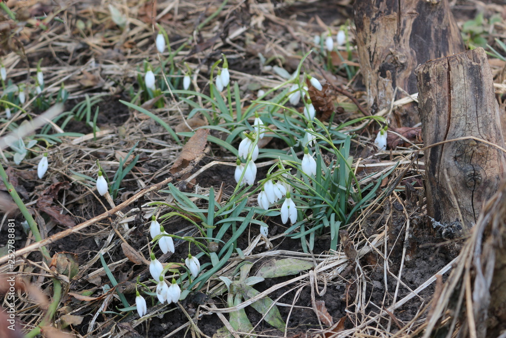 The first spring flowers - snowdrops bloomed in the forest The first spring flowers - snowdrops bloomed in the forest