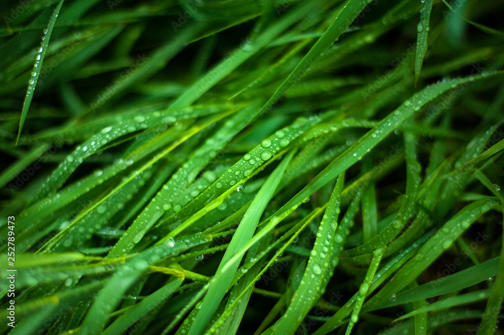 Fresh green grass with dew drops close up. Water drops on the fresh grass after rain. Light morning dew on the green grass. Fresh green grass with dew drops close up. Water drops on the fresh grass after rain. Light morning dew on the green grass.