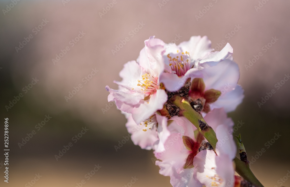 Close-up photo of pink white almond tree flowers Close-up photo of pink white almond tree flowers