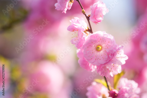 Blossoming pink flower background  natural wallpaper. Flowering almond branch in spring  macro image with copyspace and beautiful bokeh